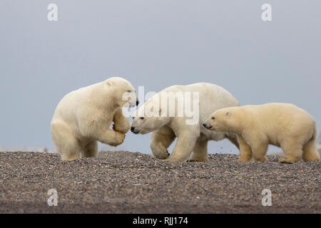 Eisbär (Ursus maritimus, Thalarctos maritimus). Treffen der beiden Jungen auf einer vorgelagerten Insel. Kaktovik, Alaska. Stockfoto