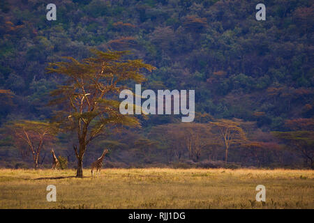 Giraffe unter riesigen Bäumen im afrikanischen Kenia Savanne Stockfoto