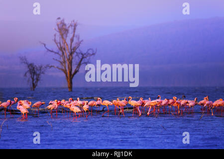 Große Gruppe von Flamingos in den See während der Regenzeit in Kenia Nakuru Nationalpark, Afrika Stockfoto