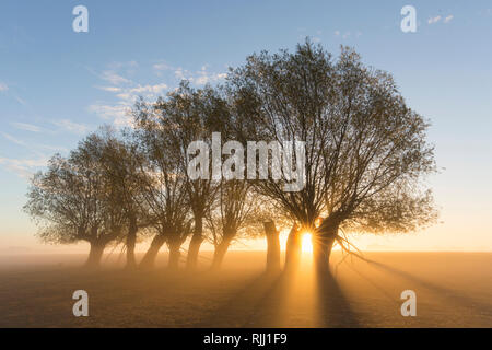 Weiße Weide (Salix alba). Weiden, Sunrise, Niedersachsen, Deutschland Stockfoto