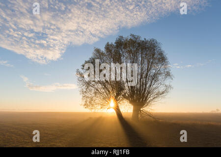 Weiße Weide (Salix alba). Weiden, Sunrise, Niedersachsen, Deutschland Stockfoto