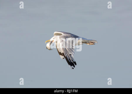 Silbermöwe (Larus argentatus). Erwachsener im Flug, mit Fisch in seiner Rechnung. Deutschland Stockfoto