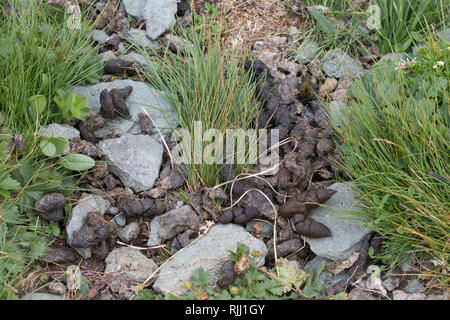 Alpine Murmeltier (Marmota marmota). Kot. Nationalpark Hohe Tauern, Österreich Stockfoto