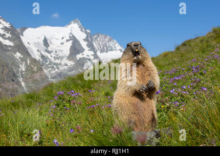 Alpine Murmeltier (Marmota marmota). Nach Warnung an andere murmeltiere durch lautes Pfeifen. Nationalpark Hohe Tauern, Österreich Stockfoto