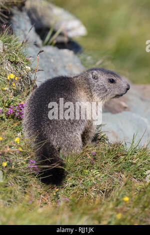 Alpine Murmeltier (Marmota marmota). Jungen auf einer blühenden Wiese. Nationalpark Hohe Tauern, Österreich Stockfoto