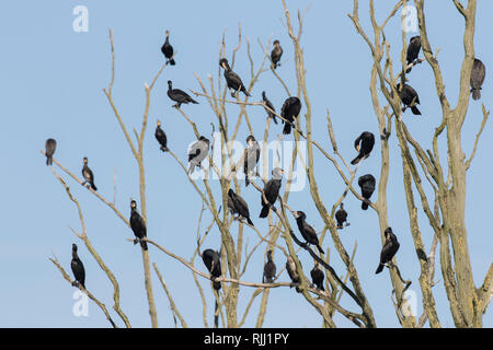 Kormoran (Phalacrocorax carbo). Vögel, die sich auf toten Baum. Naturschutzgebiet Anklamer Stadtbruch, Mecklenburg-Vorpommern, Deutschland Stockfoto