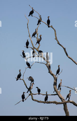 Kormoran (Phalacrocorax carbo). Vögel, die sich auf toten Baum. Naturschutzgebiet Anklamer Stadtbruch, Mecklenburg-Vorpommern, Deutschland Stockfoto