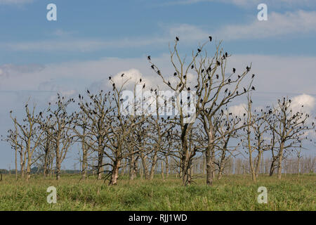 Kormoran (Phalacrocorax carbo). Vögel, die sich auf toten Bäumen. Naturschutzgebiet Anklamer Stadtbruch, Mecklenburg-Vorpommern, Deutschland Stockfoto