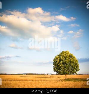 Isolierte Baum in einem Toskana wheatfield - (Toskana, Italien) Stockfoto