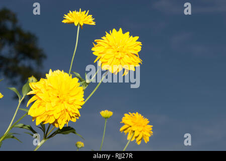 Cutleaf Coneflower (Rudbeckia baumannii) Stockfoto