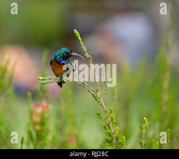 Orange breasted Sunbird Holding durch eine Kralle, die für eine Zweigniederlassung der immergrünen Strauch, während er zu Kratzen mit anderen Klaue. Stockfoto