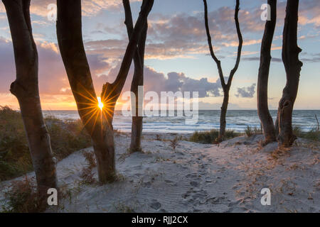 Gemeinsame, Buche, die Buche (Fagus sylvatica). Bäume bei Sonnenuntergang. An der Westküste des Darß. Halbinsel Fischland-Darß-Zingst Stockfoto