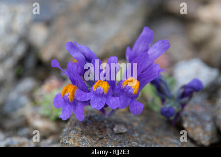 Alpine Toadflax (Linaria alpina). Blühende Pflanze im Nationalpark Hohe Tauern, Kärnten, Österreich Stockfoto