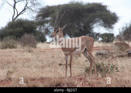 Grant Gazelle (Gazella granti) in den semiariden Dornstrauch Tsavo Ost Nationalpark, Kenia. Stockfoto