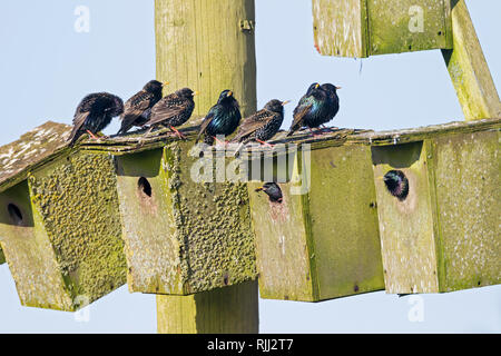 Europäische Star (Sturnus vulgaris). Gruppe besetzen Nistkästen im Frühjahr, Dänemark Stockfoto