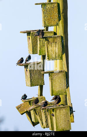 Europäische Star (Sturnus vulgaris). Gruppe besetzen Nistkästen im Frühjahr, Dänemark Stockfoto