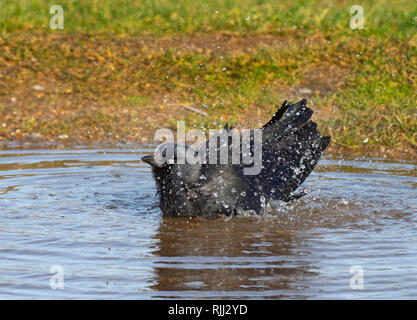 Dohle Corvus monedula Baden auf landwirtschaftlich genutzten Flächen. Stockfoto