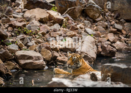 Tiger Cub Abkühlung im Wasser in heißen Sommern im Ranthambore Tiger Reserve Indien Stockfoto