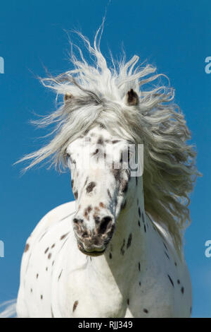 Shetland Pony. Portrait von Miniatur Appaloosa Wallach. Deutschland Stockfoto