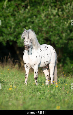 Shetland Pony. Miniatur Appaloosa stehen auf einer Wiese. Deutschland Stockfoto