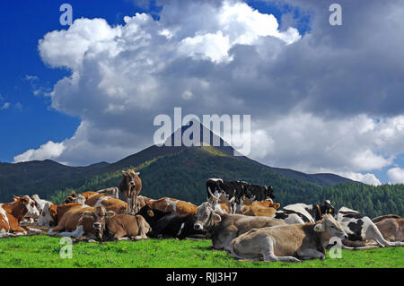 Inländische Rinder. Gepollt Kühe verschiedener Rassen ruht auf einem Hügel auf der Alpe Nemes. Stockfoto