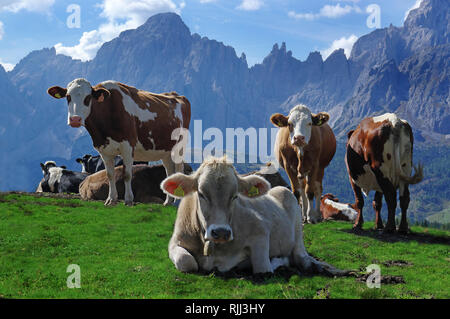 Red Holstein und Tiroler Grauvieh. Kühe auf der Alpe Nemes in den Sextner Dolomiten. Naturpark Sextner Dolomiten, Südtirol, Italien Stockfoto