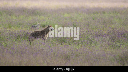 Hyäne, Crocuta crocuta, Ngorongoro Krater, Ngorongoro Conservation Area, Tansania entdeckt. Dahinter befindet sich ein Black-backed Jackal, Canis mesomelas. Stockfoto