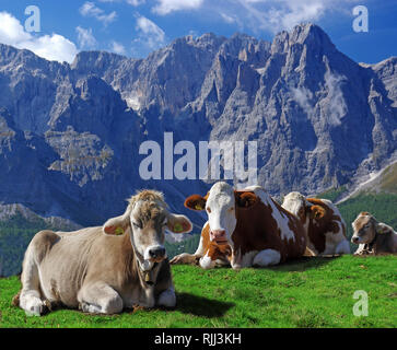 Red Holstein und Tiroler Grauvieh. Kühe auf der Alpe Nemes in den Sextner Dolomiten. Naturpark Sextner Dolomiten, Südtirol, Italien Stockfoto