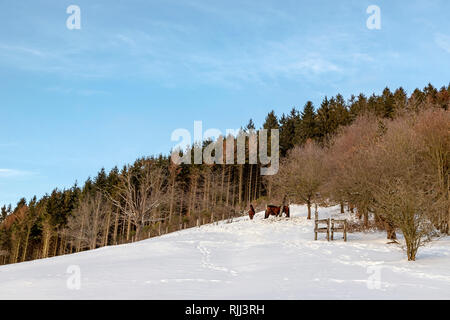 Pferde in einer verschneiten Landschaft stehend, Oberkirchen, Sauerland, Deutschland, Europa. Stockfoto