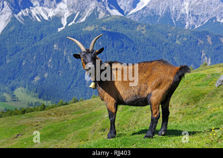 Chamois farbiges Ziege. Nach stehend auf einer Alm. Dolomiten, Südtirol, Italien Stockfoto