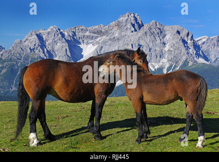 Italienische schweren Zug, eine schnelle Schwerer. Bay Stute und Fohlen (5 Monate alt) in der sozialen Pflege auf eine Almwiese. Stockfoto