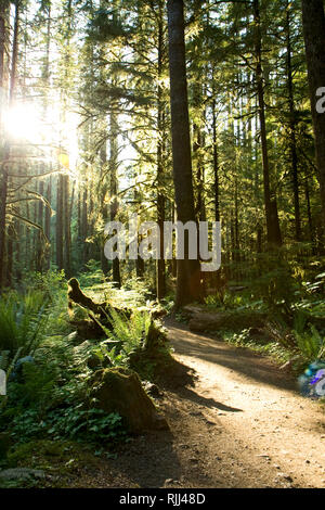 Sonnenlicht strömt durch Moos bedeckt Bäume auf dem Weg zur Merymere fällt. Olympic National Park, WA Stockfoto