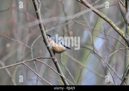 Europäische Kleiber (Sitta europaea) dargestellt in Woodland Lebensraum Stockfoto