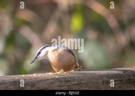 Europäische Kleiber (Sitta europaea) dargestellt in Woodland Lebensraum Stockfoto