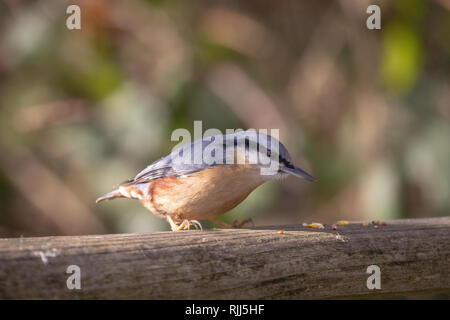 Europäische Kleiber (Sitta europaea) dargestellt in Woodland Lebensraum Stockfoto