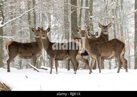 Red Deer (Cervus elaphus). Und jungen Hirsch im verschneiten Wald. Deutschland Stockfoto