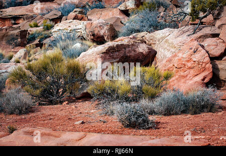 Januar 2019: eine Vielzahl von Hardy Winter Flora können im Canyonlands National Park, in der Nähe von Moab, Utah gefunden werden. Stockfoto