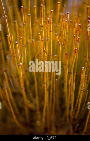 Januar 2019: eine Vielzahl von Hardy Winter Flora können im Canyonlands National Park, in der Nähe von Moab, Utah gefunden werden. Stockfoto