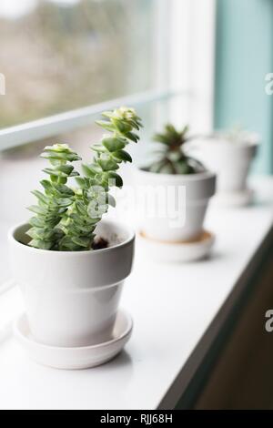 Sukkulenten Pflanzen auf dem Fensterbrett. Stockfoto