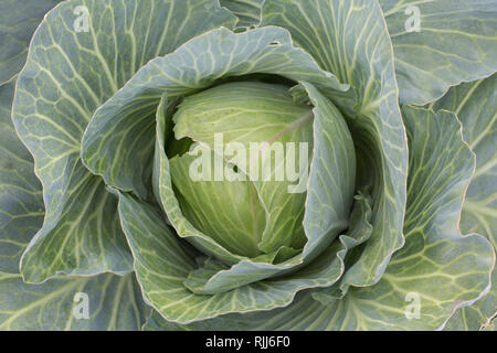 Weißkohl (Brassica oleracea var. capitata f. alba). Kohl Kopf auf einem Feld in Dithmarschen, Schleswig, Holstein, Deutschland Stockfoto