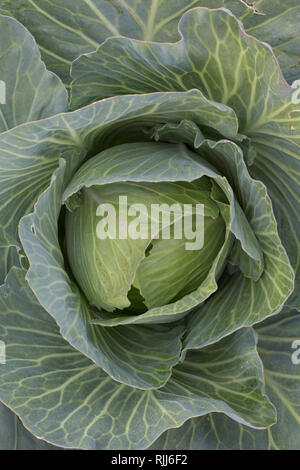 Weißkohl (Brassica oleracea var. capitata f. alba). Kohl Kopf auf einem Feld in Dithmarschen, Schleswig, Holstein, Deutschland Stockfoto