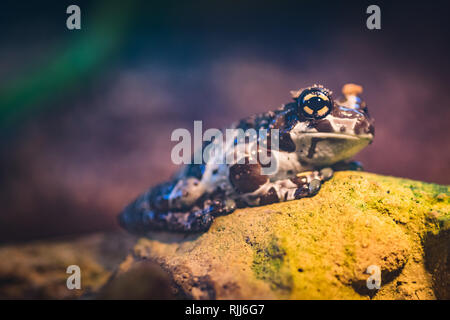 Eine braune tropischen Frog close-up Stockfoto