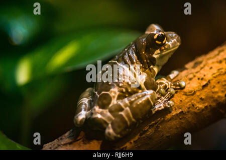 Eine braune tropischen Frog close-up Stockfoto