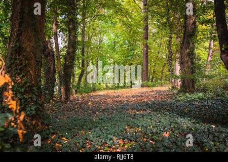 Ein Wald mit Efeu im Schatten Stockfoto