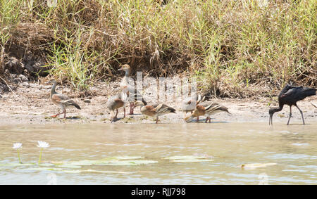 Plumed pfeifen Enten und Glossy ibis Fütterung im Corroboree Billabong Feuchtgebiet im Northern Territory von Australien Stockfoto