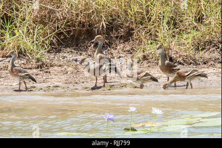 Plumed pfeifen Enten füttern im Corroboree Billabong Feuchtgebiet im Northern Territory von Australien Stockfoto