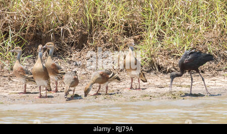 Plumed pfeifen Enten und Glossy ibis Fütterung im Corroboree Billabong Feuchtgebiet im Northern Territory von Australien Stockfoto