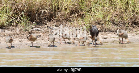 Plumed pfeifen Enten und Glossy ibis Fütterung im Corroboree Billabong Feuchtgebiet im Northern Territory von Australien Stockfoto