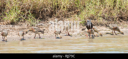 Plumed pfeifen Enten und Glossy ibis Fütterung im Corroboree Billabong Feuchtgebiet im Northern Territory von Australien Stockfoto