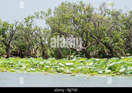 Natürliche Wald Wachstum mit Sacred lotus Pflanzen am Flussufer im Corroboree Billabong Feuchtgebiet im Northern Territory von Australien Stockfoto